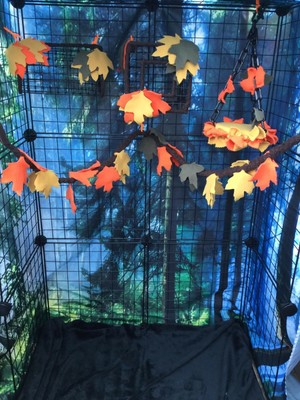 sugar glider cage toys