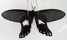 M20563. Insects, butterflies: Epicopeidae sp. Central Vietnam.