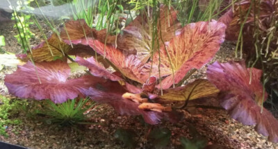 #ad *BUY 2 GET 1 FREE* Tiger Lotus Nymphaea Zenkeri Red Easy Live Aquarium Plants ✅ $9.99