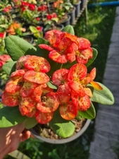 ***GOLDEN BELL***Crown Of Thorns-Euphorbia Milii*CHRIST PLANT*STARTER PLANT 