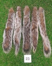 5 x Genuine Grey Squirrel tails No 23