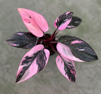 polka dot plant Polka Dot Plant (Hypoestes phyllostachya) – Urbane Eight Inc