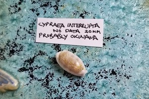 Cypraea Interrupta Shell Private Collection
