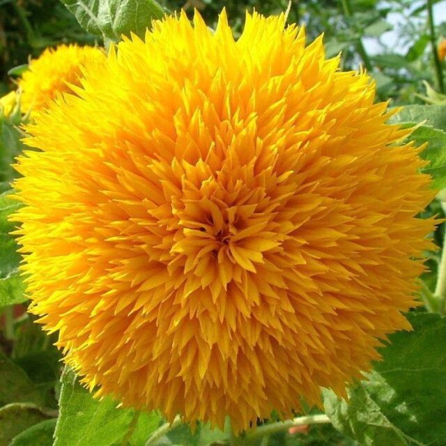 Sonnenblume Teddybär - Teddy Bear - Sunflower 10+ Samen - GEFÜLLTE BLÜTE! He 004 Sonnenblume Teddybär - Teddy Bear - Sunflower 10+ Samen - GEFÜLLTE BLÜTE! He 004