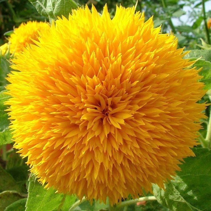 Oso de peluche de girasol - oso de peluche - girasol 10+ semillas - ¡FLOR LLE...