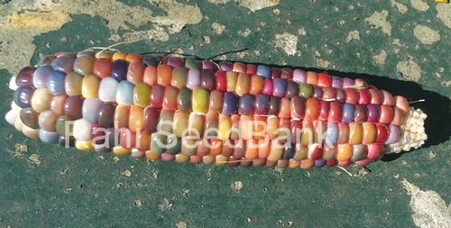 Corn Aura - A Beautiful Multicolored Corn Variety!!! - 5 Seeds - Picture 4 of 7