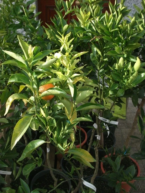 Árbol NARANJA SANGUÍNEA. Árbol de 2 años. En maceta plástica. 140 cm alt + ABONO - Imagen 4 de 4