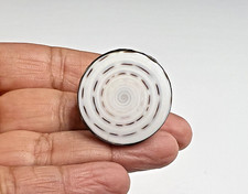 Sea Shell Seashell Ornate Edge 925 Sterling Silver Ring Adjustable Size 6 7 8 9