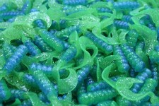 2" Limeade Hot Grubs Twister Tails Crappie Walleye Bass Fishing Lures