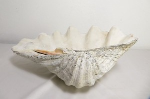 Vtg NATURAL GIANT CLAM SHELL ~ TRIDACNA GIGAS ~ 16" X 11" X 6" ~ Seashell ART