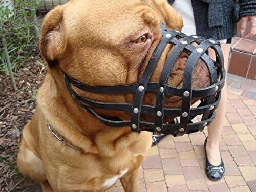 Muso per cane Biothane | addestramento e comportamento | forte e impermeabile | cane De Bordeux - Foto 9 di 17