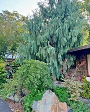 Kashmir Bhutan Weeping Cypress Tree Seeds (Cupressus Cashmeriana) Blue Evergreen