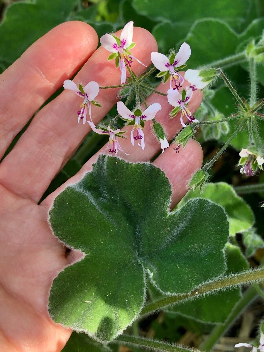RARE UNIQUE FUZZY MINT SCENTED PELARGONIUM GERANIUM - 3 X 6" LIVE PLANT  CUTTINGS | eBay