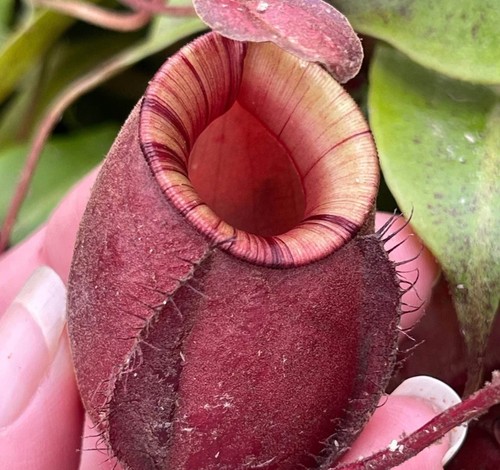 Rare Black Miracle Tropical Pitcher Plant Nepenthes Live Carnivorous Plant 2.5" - Picture 3 of 5