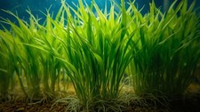 Dwarf Sagittaria Broadleaf