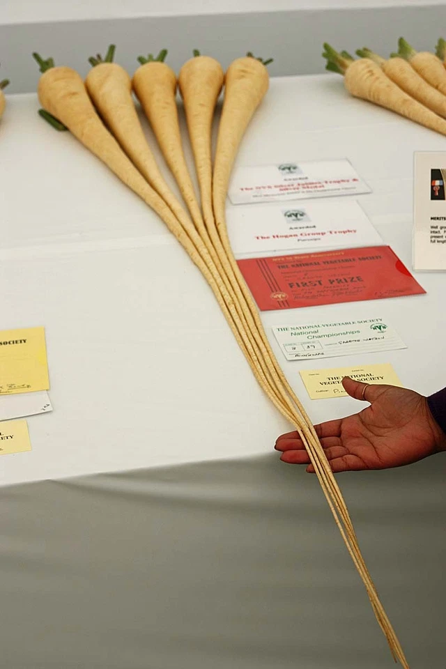 RARE*GIANT*BUTTERSCOTCH PARSNIP*MEDICINAL*50 SEEDS*SWEETER THAN CARROTS - Image 2 of 4