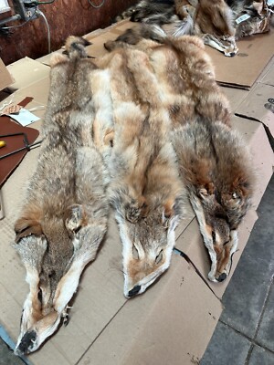 Tanned Eastern RED  Coyote Hide Fur # 2 Grade Id  Red Tag  ( 1 ) Hide Only