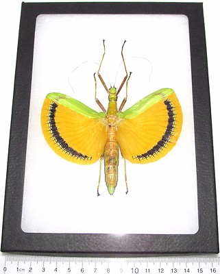 Tagesoidea nigrofasciata FEMALE yellow green stick bug Malaysia FRAMED
