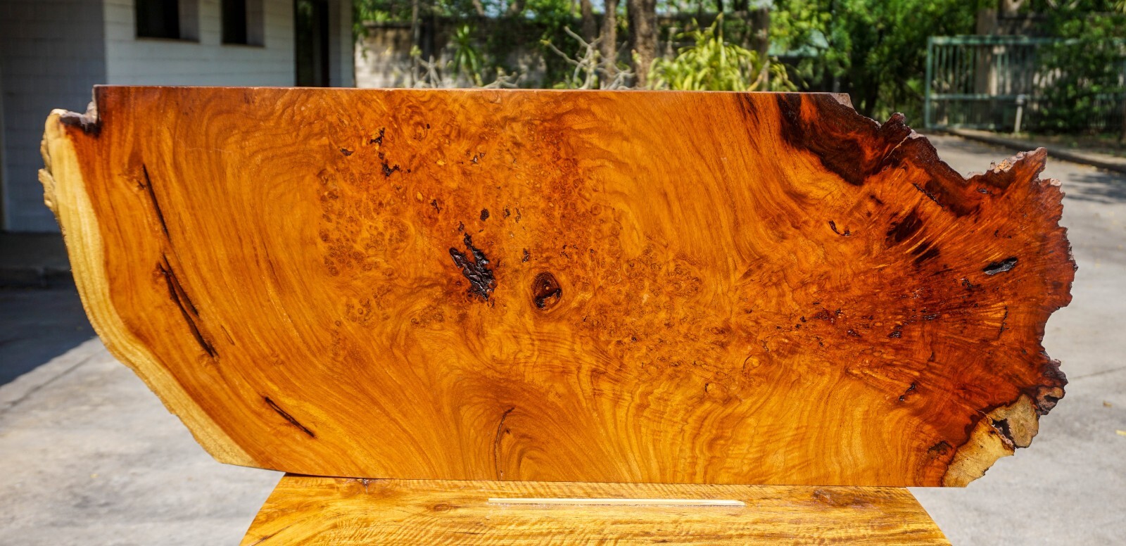 Gold!! AMBOYNA BURL LUMBER Live Edge DIY Natural Slab Wood Epoxy Resin Table Top-image