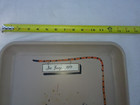 SALE PRICE Vintage Princeton University 1919 Alumnus Hand-painted drinks tray — photo 3