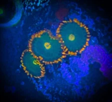 SAF~ “WYSIWYG” Gatorade Zoanthid Coral Frag, Palythoa, Paly, Zoa, Live Colony