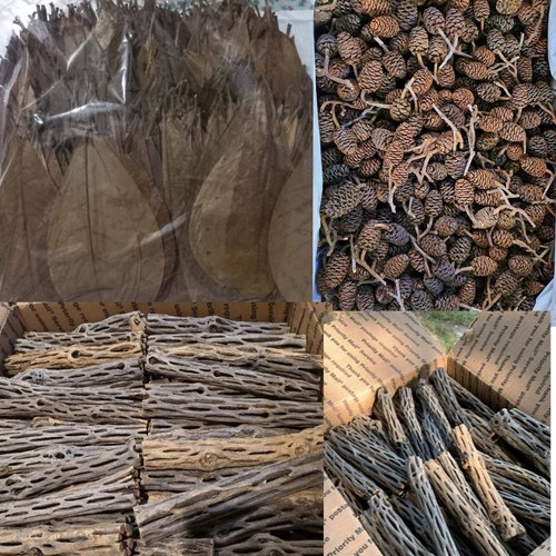 Alder Cones 20pcs & IAL (almond Leaves) Catappa Aquarium Shrimp Betta Fish tank - Picture 10 of 10