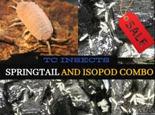 20 Orange Isopods  16oz Tropical White Springtails BIOACTIVE ISOPOD FREE SHIP