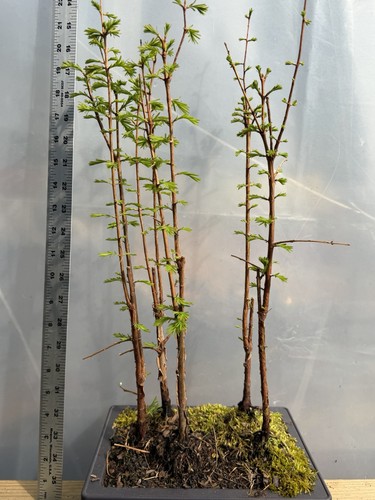 5 Dawn Redwood  - Bonsai - Forest Planting - Picture 5 of 6