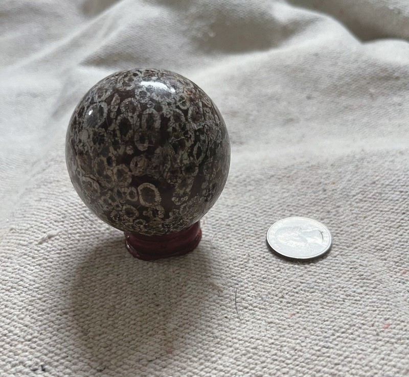 Polished Fossil Coral Sphere Crystal Mineral Display Specimen