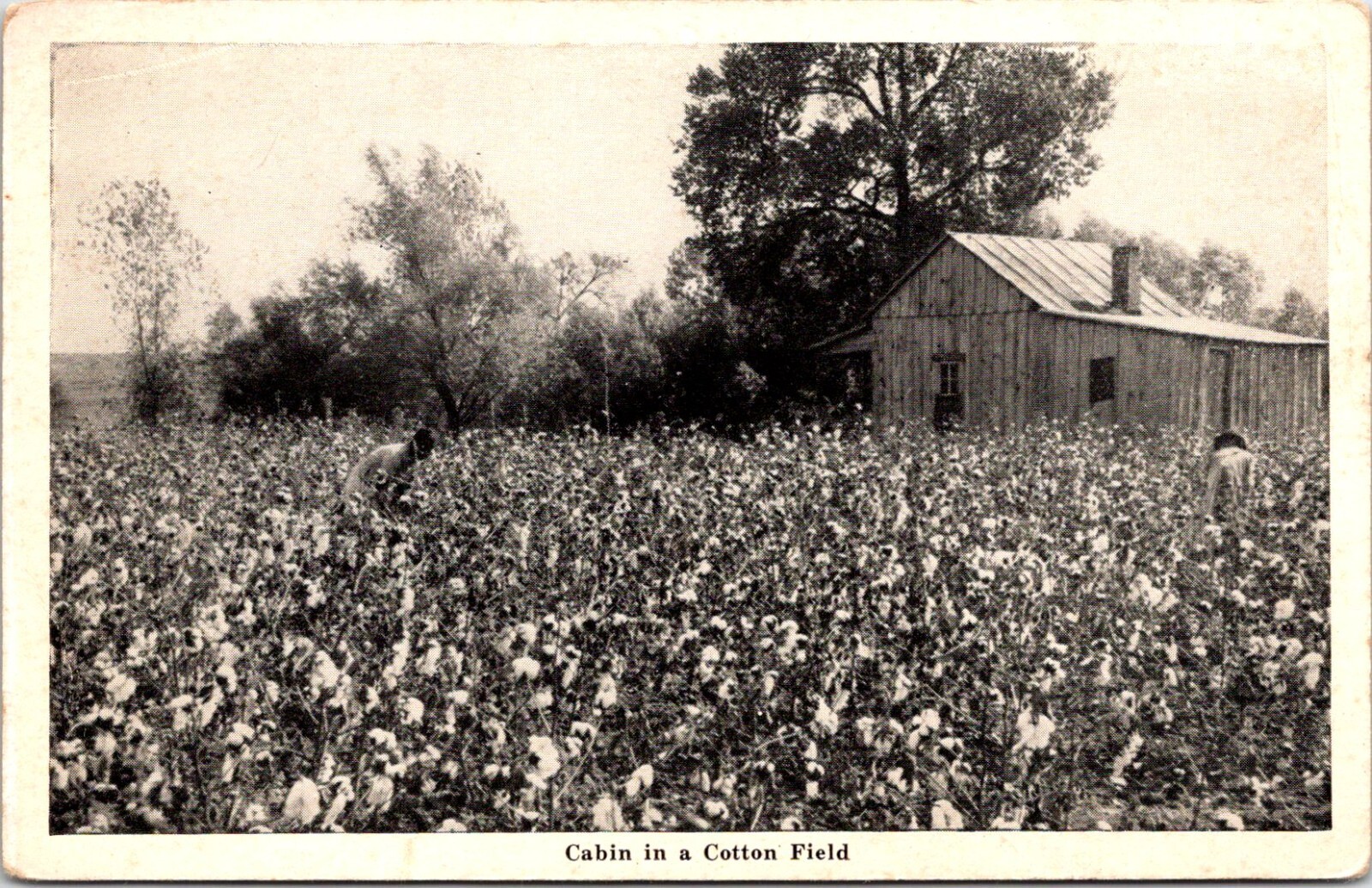 Postcard Graycraft Cabin Cotton Field Danville Virginia B36 eBay