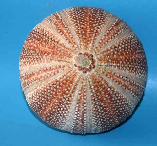 ECHINODERM - ECHINUS ESCULENTUS (North Sea sea urchin) diameter 118mm