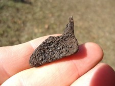 PEZ LUNA FARÍNGEA MOLINO MANDÍBULA HUESO CRÁNEO FLORIDA FÓSIL EDAD DE HIELO HUESO DE PEZ