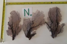 3 - Natural Sea Fan - Coral - Sea Whip - Free Shipping