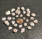 New Listing30 Purple Pink Single Barnacles Crafting Seashells Small Sea Shells Beach Art
