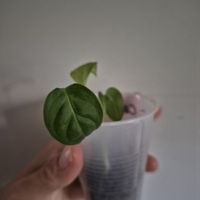 Philodendron Camposportoanum - Rooted Plant - Rare Plant 2.5 Inch