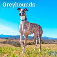 Greyhounds | 2026 12x24" (Hanging) Square Wall Calendar | Plastic-Free