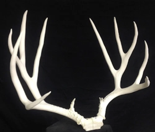 Unfinished 230" mule deer replica ,TAXIDERMY log cabin decor - Image 3 of 3