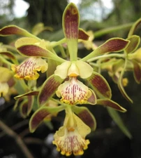 Encyclia alata Orchid Species From Central America - Extremely Fragrant! 5” Pot