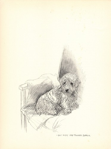 1935 Antique Kathleen Barker Sealyham Terrier Print Sealyham Illustration 6917L