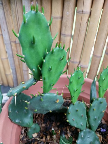 Eastern Prickly Pear Cactus with thorns, 4 large pads, easy care & hardy