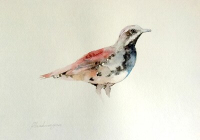 Quail-Trush, Birds, Watercolor artwork, Handmade, Original painting on paper