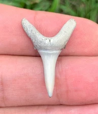 Aurora Fossil Carcharias cuspidata Sand Tiger Shark Tooth, Mako
