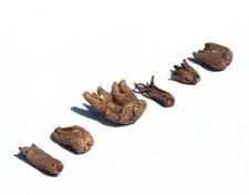 AURA VARIETY Lucky Hand Roots - PER Piece - Good Luck Santeria Wicca Pag