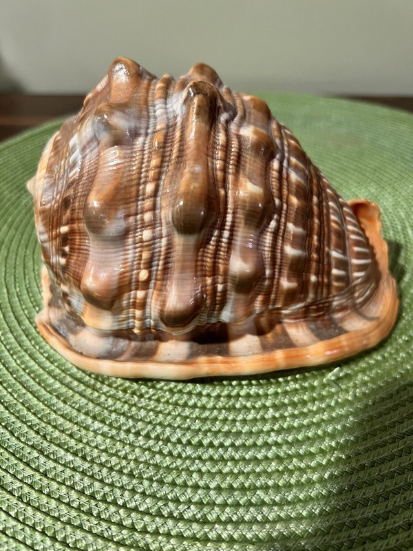 6 inch Cameo Shell Red Helmet Bullmouth Seashell seashells sea snail