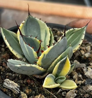 Sale Rare Cacti Agave parryivar truncata 'Variegata + Lateral bud WYSIWYG Garden