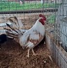 Pumkin Hulsey Chicken 6 Hatching Eggs — photo 4