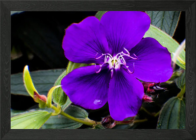 Lebendige lila Blume gerahmtes Wandbild Poster Leinwanddruck Bild
