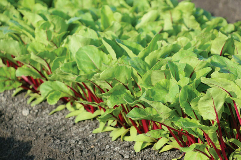 SWISS CHARD FIRE FRESH F1  - 2 GRAM ~ APPROX 200 SEEDS
