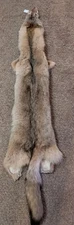 Tanned Eastern coyote pelt.  Wild Country Hide. Nice Fur No 2 Pelt. Cabin Craft