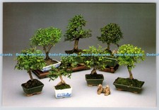 L350251 Trees Shown are all Genuine. Bonsai Studio